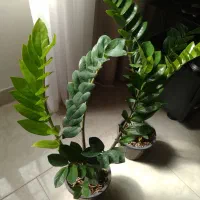 گل و گیاه آپارتمانی|گل و گیاه طبیعی|اقبالیه, |دیوار