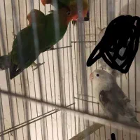 طوطی برزیلی