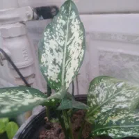 گل مقاوم  با گلدان.. مناسب روز زن.|گل و گیاه طبیعی|دزفول, |دیوار