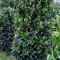 یاس هلندی لوکس و فتونیا تنه قوی|گل و گیاه طبیعی|رودسر, |دیوار