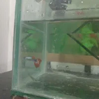 ماهی گوپی رد تایگر