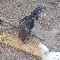 مرغ لاری وگلین