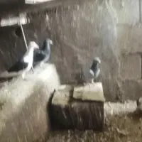 پرنده کفتر آلمانی|پرنده|شاندیز, |دیوار