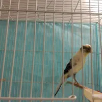 قناری ماده سوپری|پرنده|مشهد, بهمن|دیوار