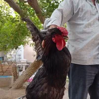 خروس گلین.چهل تاج ،سیاه ،چاق، درجه یک