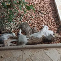 واگذاری گربه
