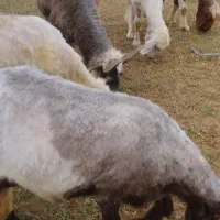 نیازمند چوپان