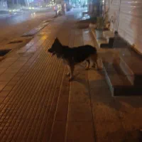 سگ ژرمن