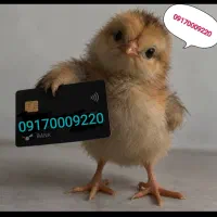 917 000  92  20|سیم‌کارت|شیراز, قدوسی غربی|دیوار
