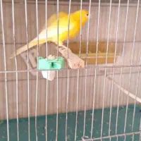 تعدادی قناری درجه یک به شرط(همه رنگی دارم)