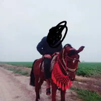 اسب مادیون یه سر