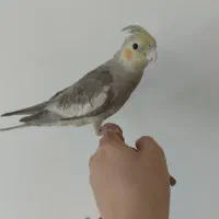 عروس هلندی همراه قفس نو و تمام وسایل