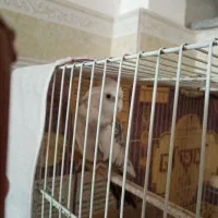 عروس هلندی نر