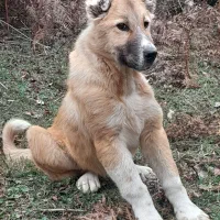 توله سگ ماده سرابی (اصیل)