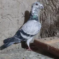 سوسکی بزک سبز