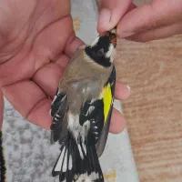 سهره ماده ۷عدد