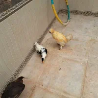 مرغ و خروس سلطان. مهران