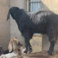 بزغاله یک ساله ونیم