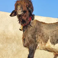 چوپان نیاز مندیم