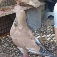 کبوتر کله ای