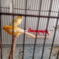 فروش قناری|پرنده|بهبهان, |دیوار