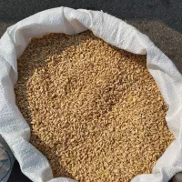 گندم بذری
