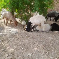 فروش میش و بره خارجی و تعدادی غاز