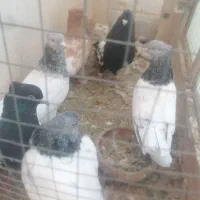 کفتر کله سینه