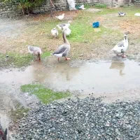 فروش غاز اهلی ۳عدد یکی نردوتا ماده