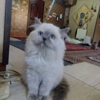 گربه|گربه|شیراز, نارنجستان|دیوار