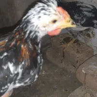 نیمچه گلین زیر مرغی