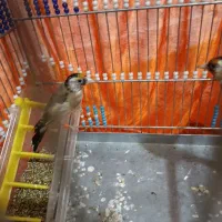 سهره|پرنده|مریوان, |دیوار