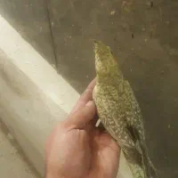 عروس هلندی|پرنده|اشتهارد, |دیوار