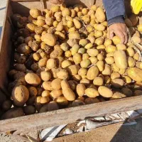 سیب زمینی بذری