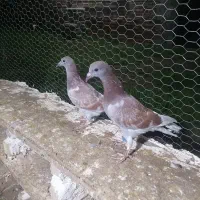 پرنده کبوتر