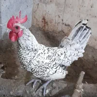 فروش خروس سیبرایت|حیوانات مزرعه|ری, ولی آباد|دیوار