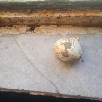 موسیر کوهی
