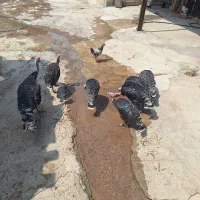 هفت عدد بوقلمون
