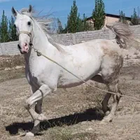اسب مادیان کرد اصیل