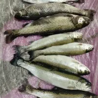 فروش ماهی قزل‌آلا