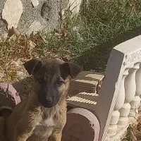 توله مالینویز