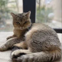 جفتگیری