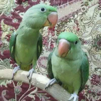 جوجه شاه طوطی|پرنده|تبریز, |دیوار