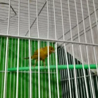 قناری رسمی سرخ مولد روی تخم