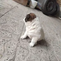 سگ اژدر  معرکه با تربیت و تمیز