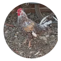 خروس چهل تاج ریشو|حیوانات مزرعه|شهریار, شهریار|دیوار