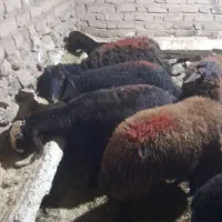 فروش ۱۰ راس گوسفند قزل افشار ابستن