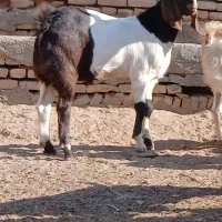 بزغاله نر تخمی|حیوانات مزرعه|سبزوار, پامنار|دیوار