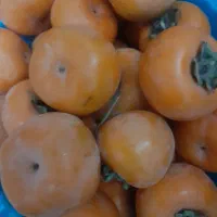 خرمالوتازه