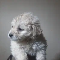 سگ شیتزو دو ماهه ماده